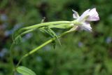 Epilobium montanum