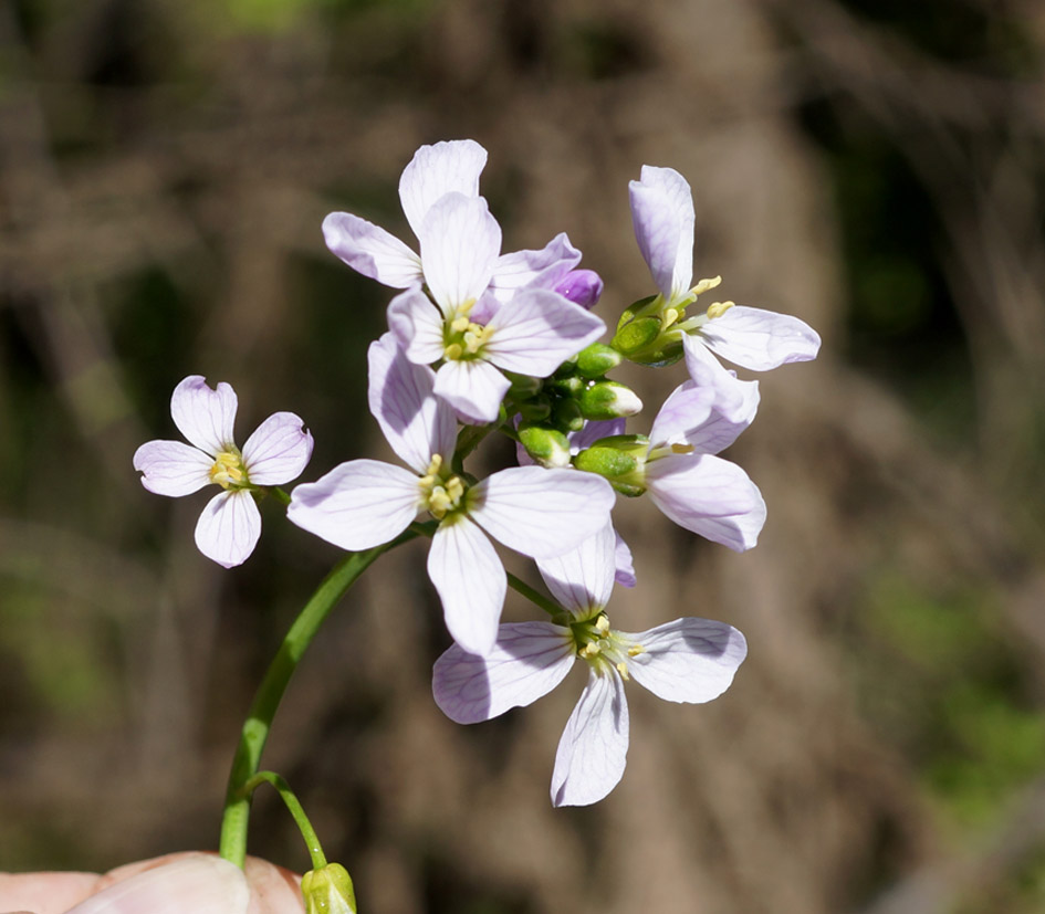 Изображение особи Cardamine dentata.