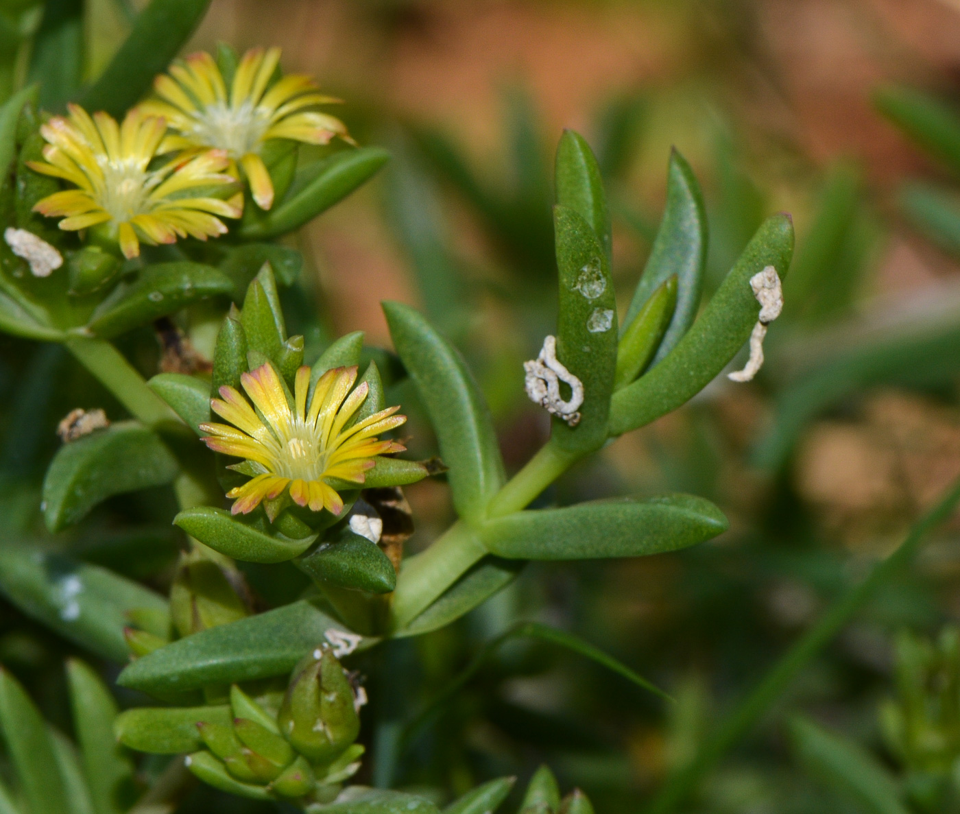 Изображение особи Delosperma luteum.