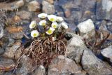 Beckwithia chamissonis. Цветущее растение в русле ручейка. Чукотка, побережье бухты Провидения. 14.06.2014.