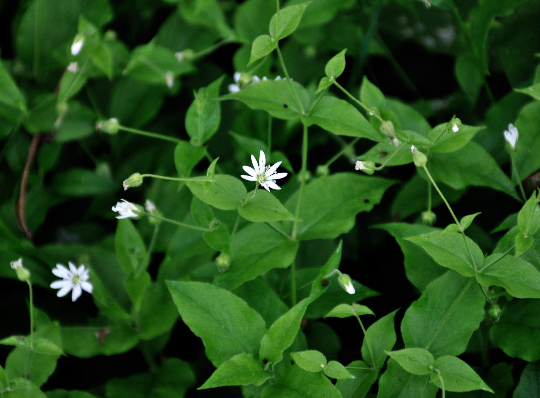 Image of Stellaria bungeana specimen.