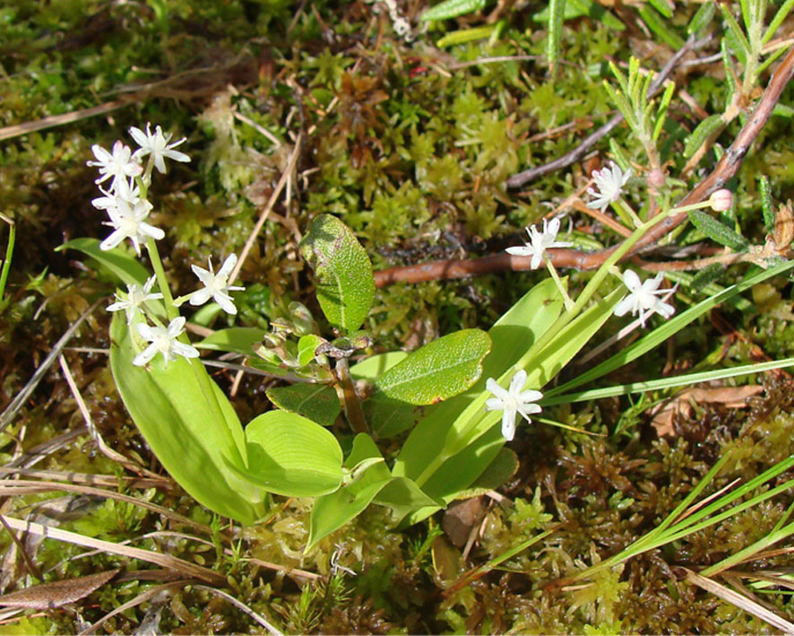 Изображение особи Smilacina trifolia.