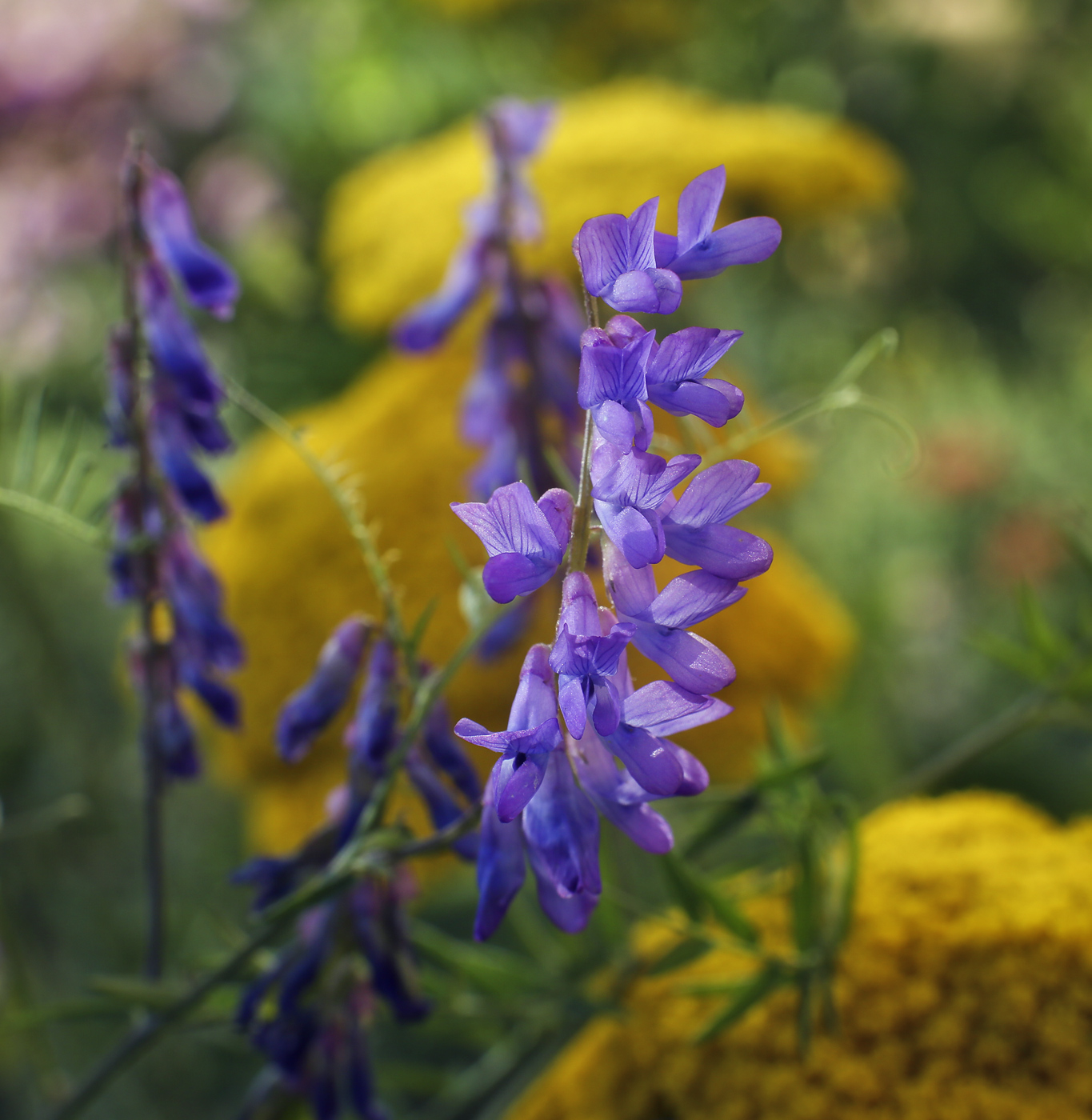 Изображение особи Vicia cracca.