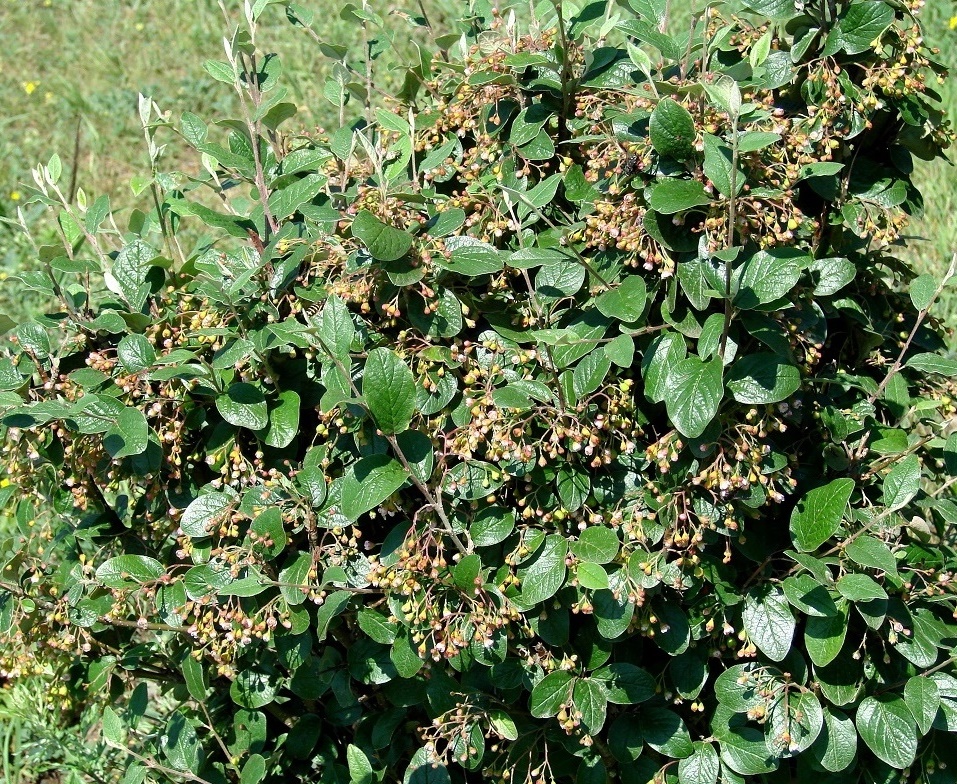 Image of genus Cotoneaster specimen.