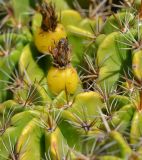 Ferocactus robustus