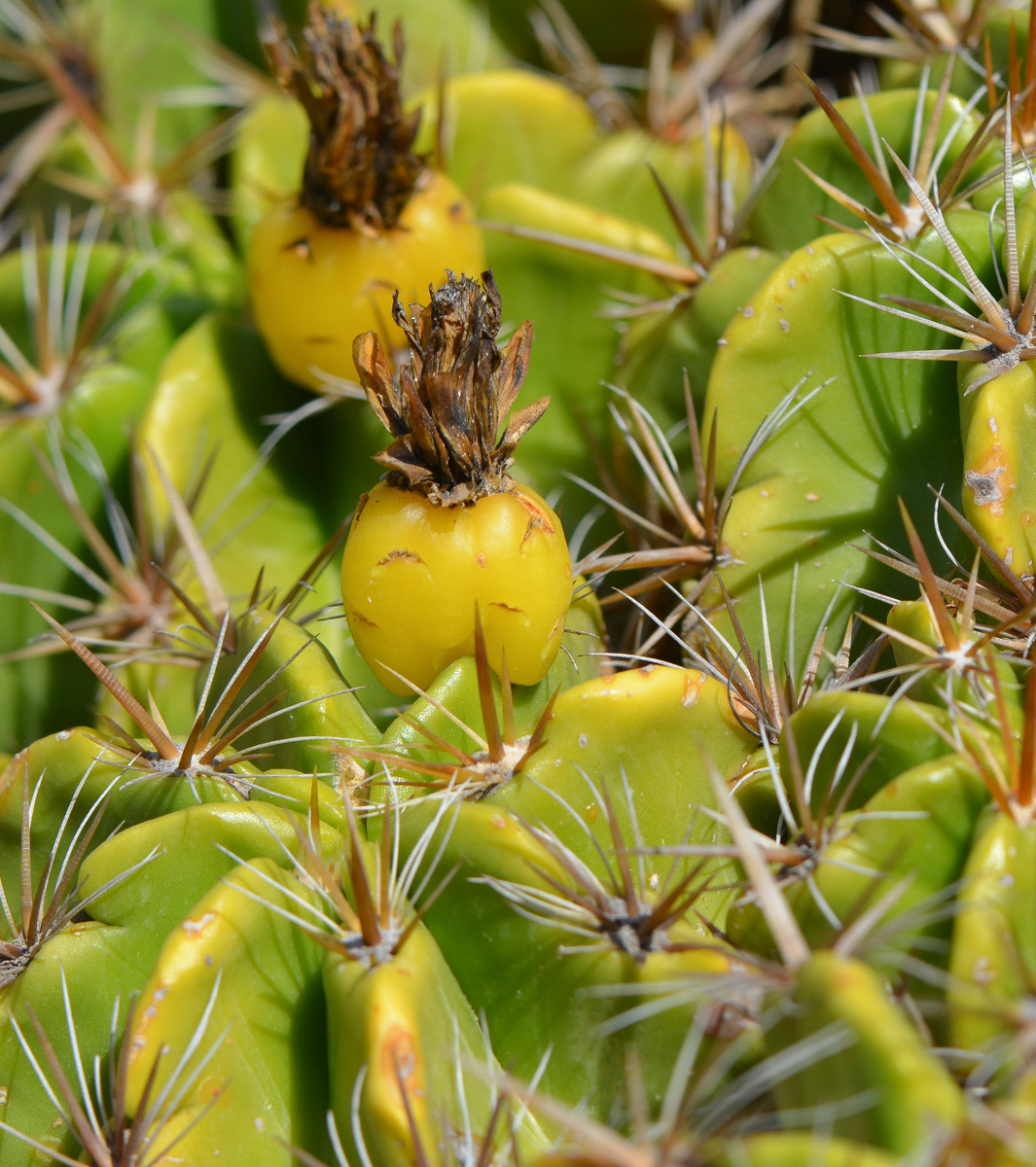 Image of Ferocactus robustus specimen.
