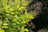 Cotinus coggygria