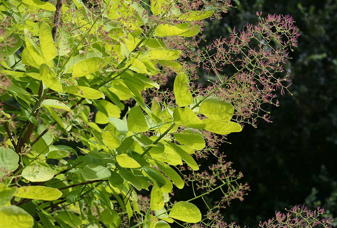 Image of Cotinus coggygria specimen.