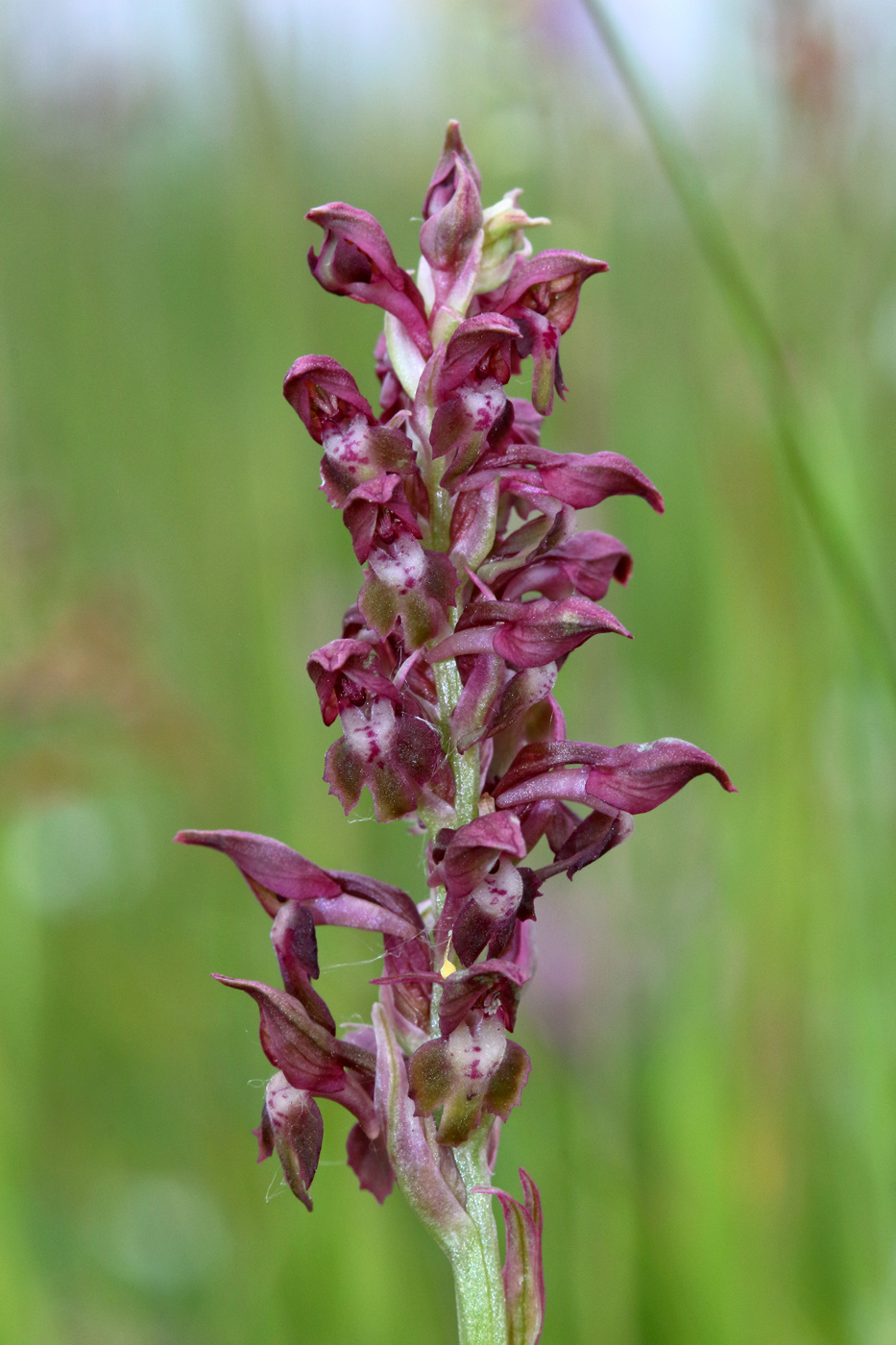 Image of Anacamptis coriophora specimen.