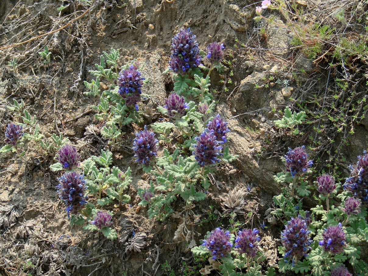 Image of Dracocephalum pinnatum specimen.