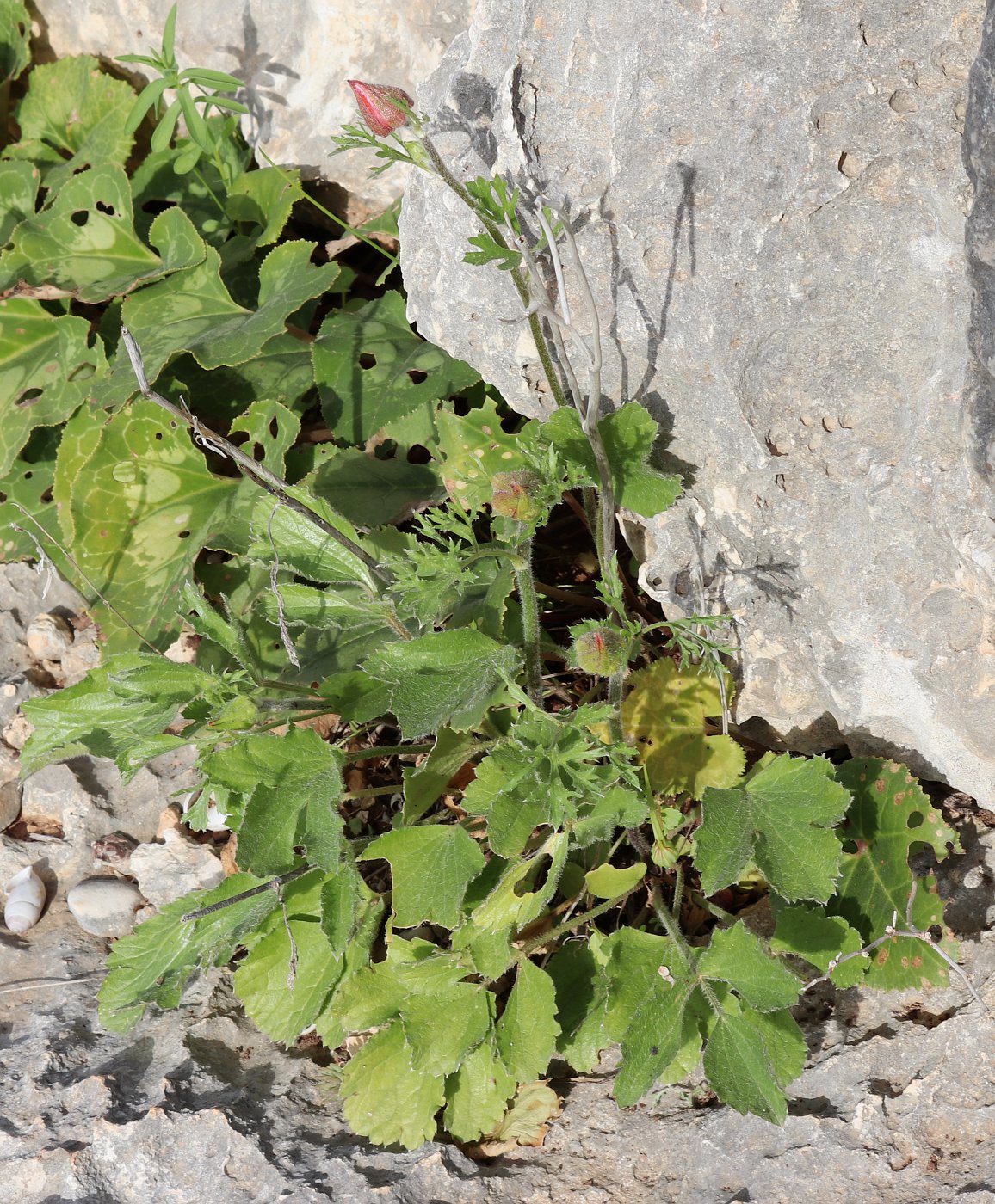 Image of Ranunculus asiaticus specimen.