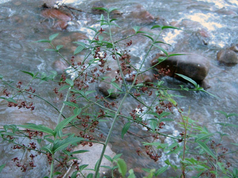 Image of Euonymus semenovii specimen.