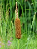 Typha latifolia