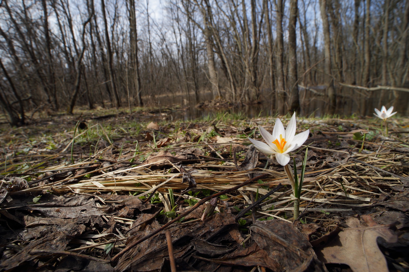 Изображение особи Crocus reticulatus.