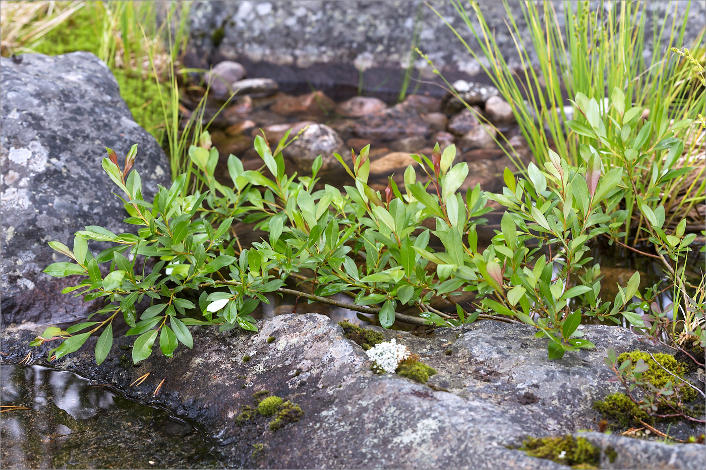 Изображение особи Salix phylicifolia.