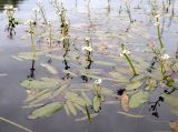 Sagittaria natans