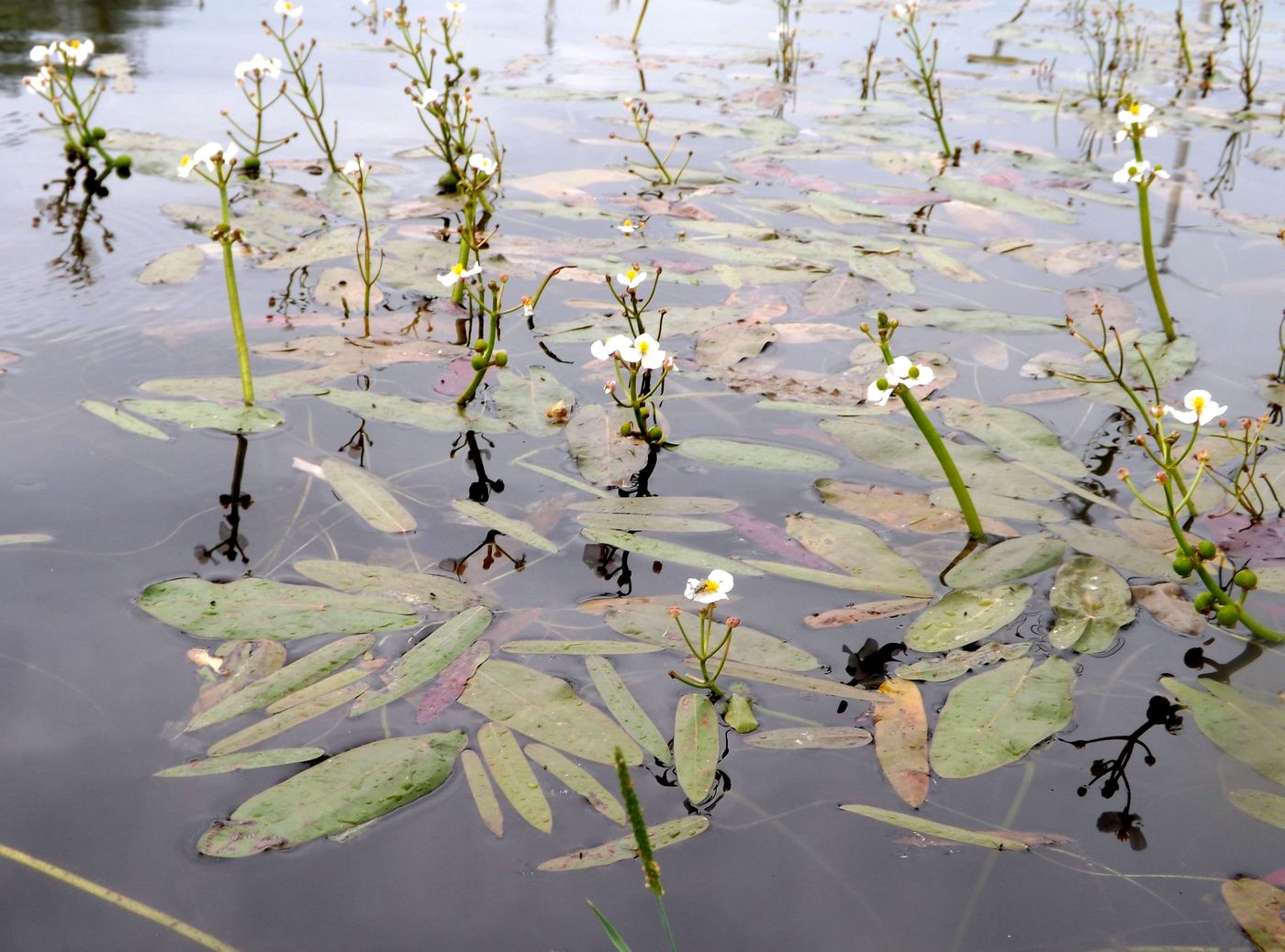 Image of Sagittaria natans specimen.