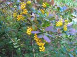 Berberis vulgaris. Ветвь с соцветиями. Краснодарский край, г. Тихорецк, в озеленении. 05.05.2018.