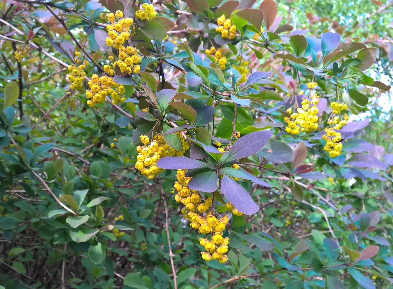 Image of Berberis vulgaris specimen.