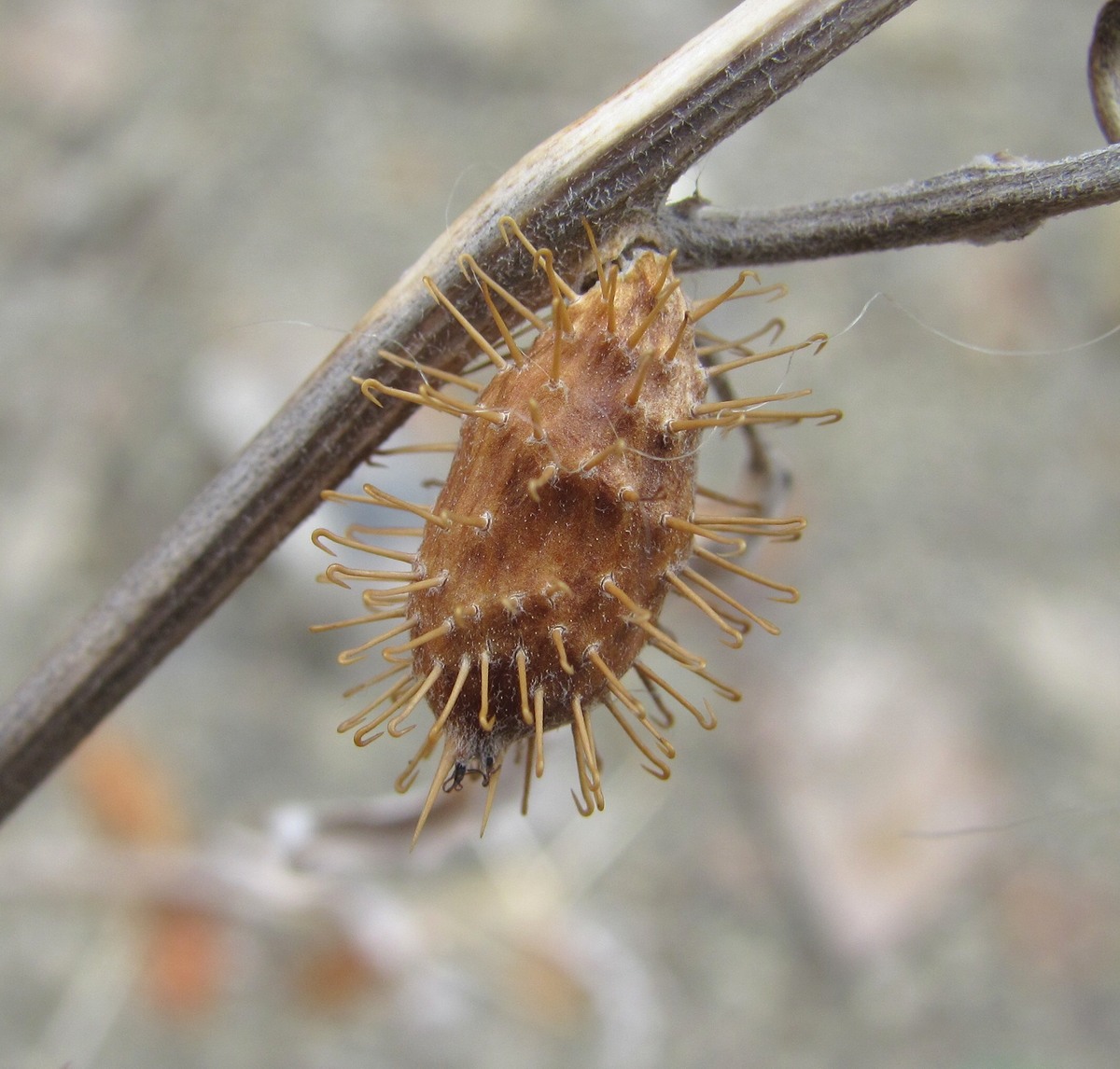 Image of Xanthium spinosum specimen.