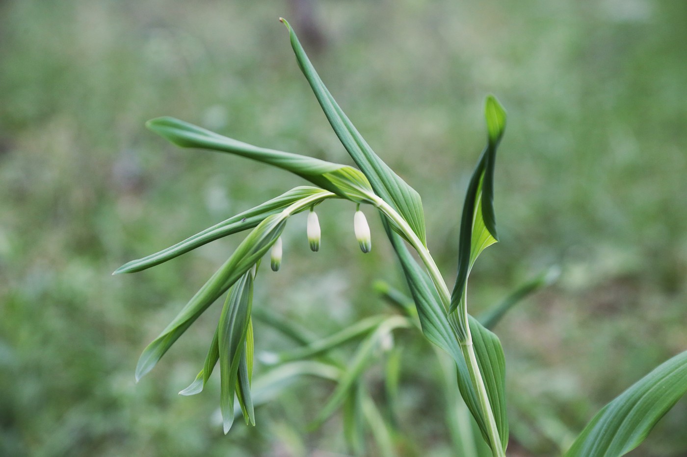 Изображение особи Polygonatum odoratum.