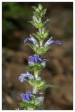 Ajuga reptans. Часть соцветия. Республика Татарстан, Мамадышский р-н. 14.05.2010.