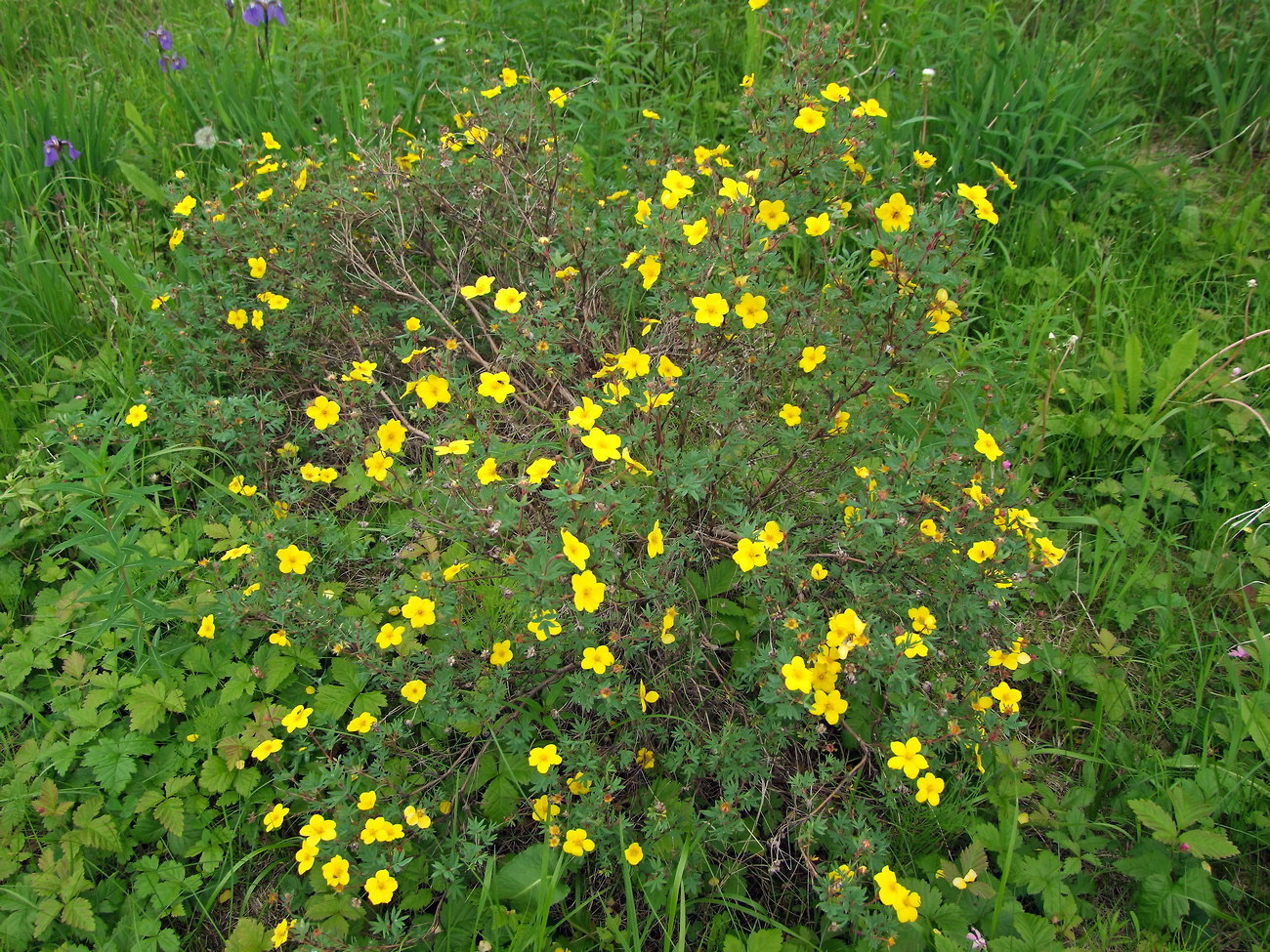 Image of Dasiphora fruticosa specimen.