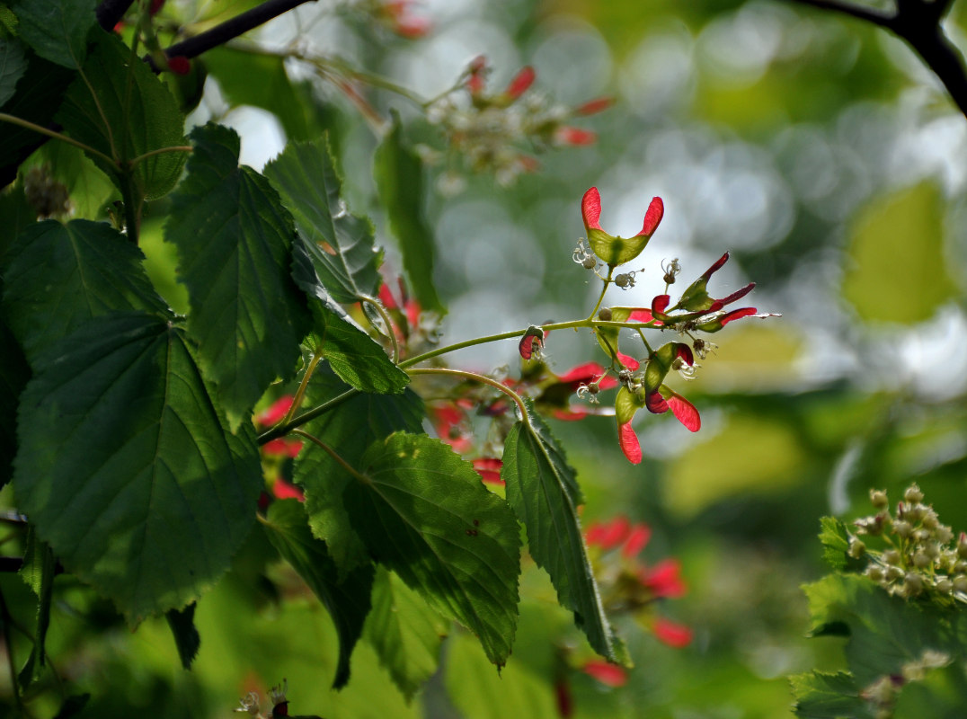 Изображение особи Acer tataricum.