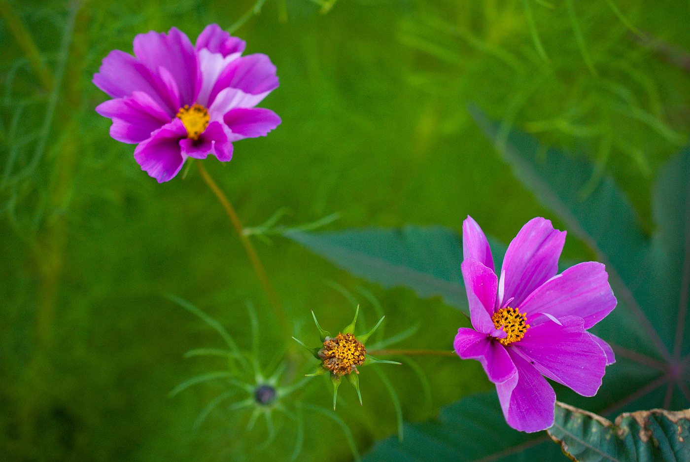 Изображение особи Cosmos bipinnatus.