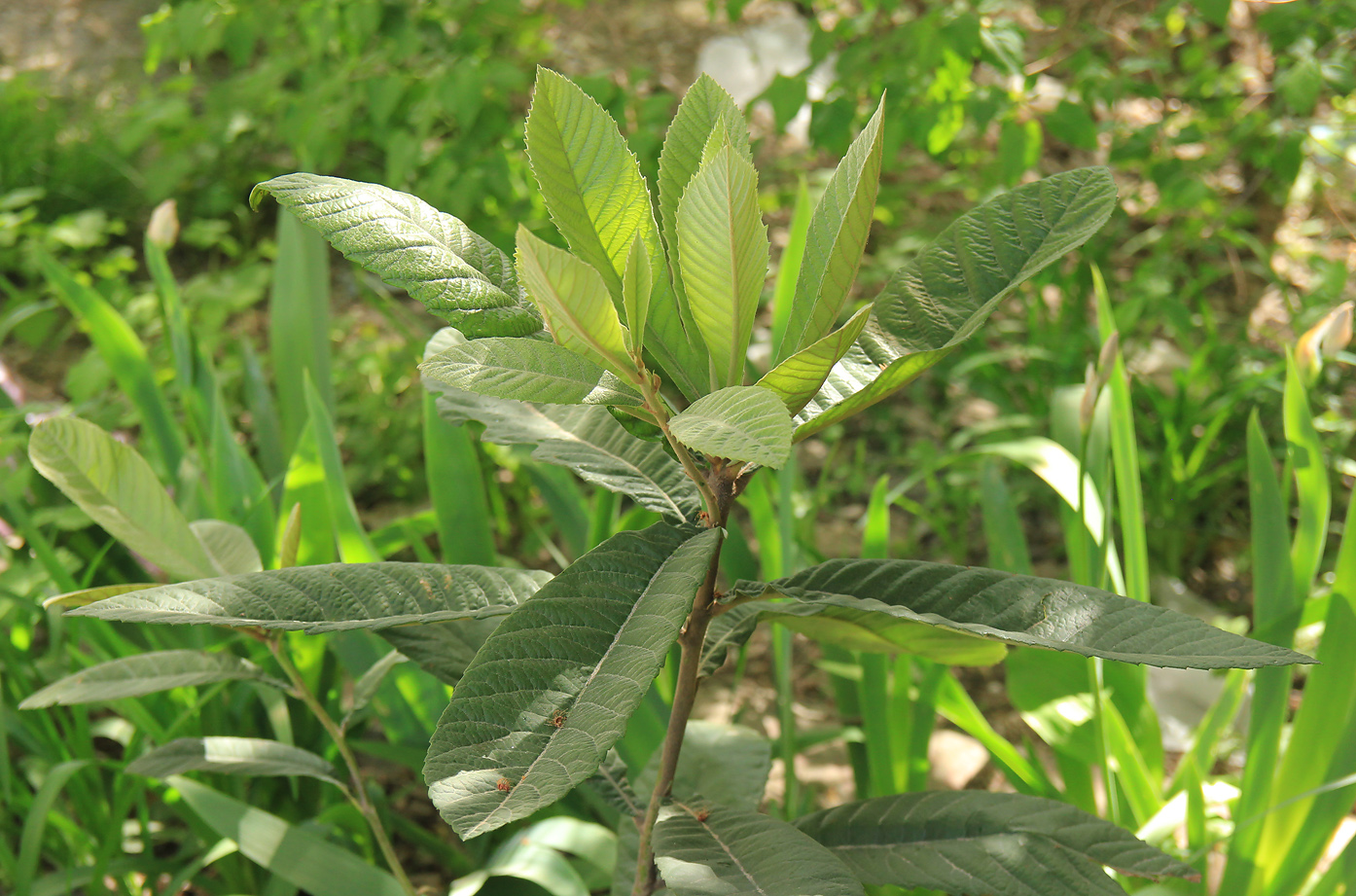 Image of Eriobotrya japonica specimen.