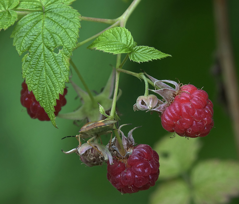 Изображение особи Rubus idaeus.