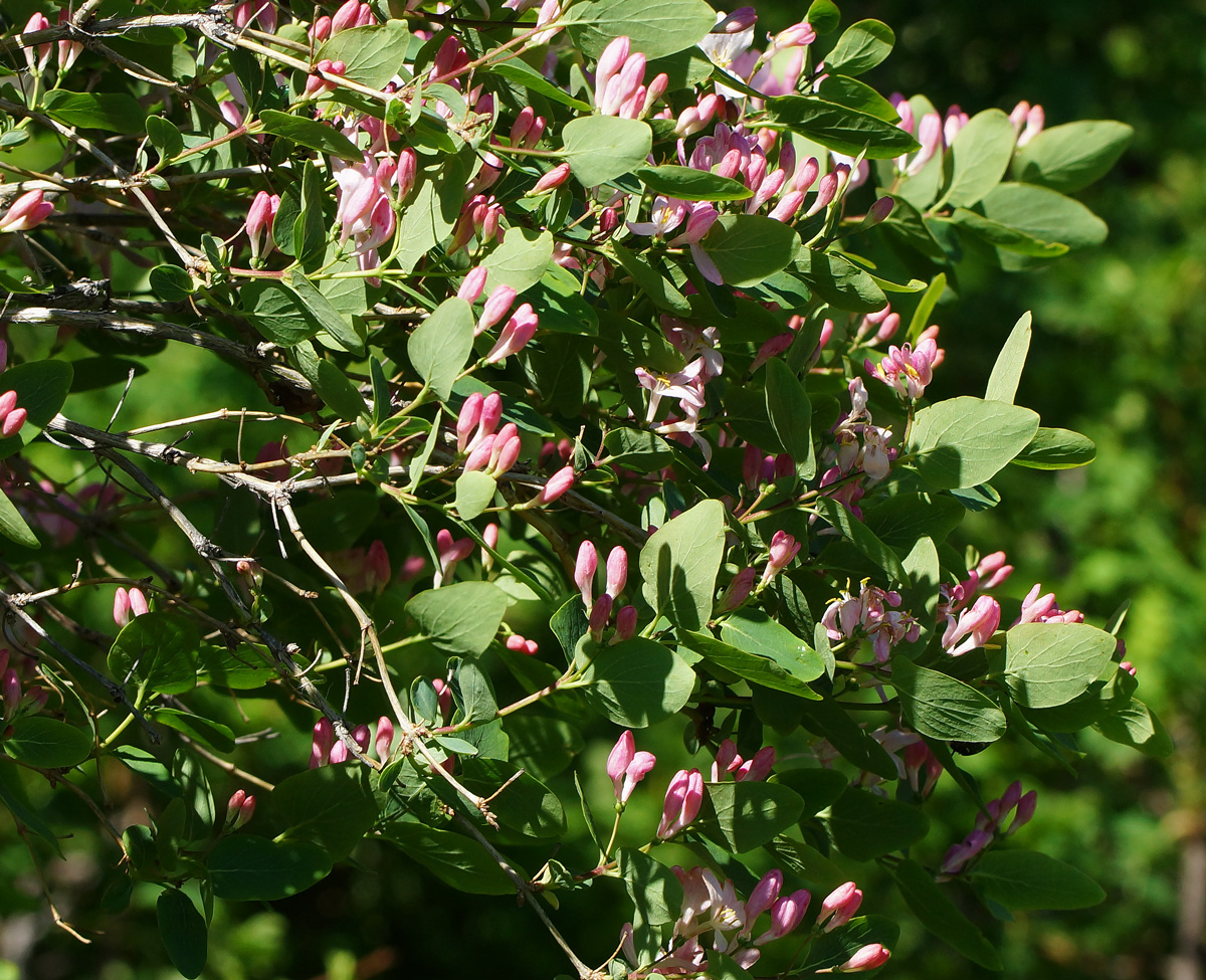 Image of Lonicera tatarica specimen.