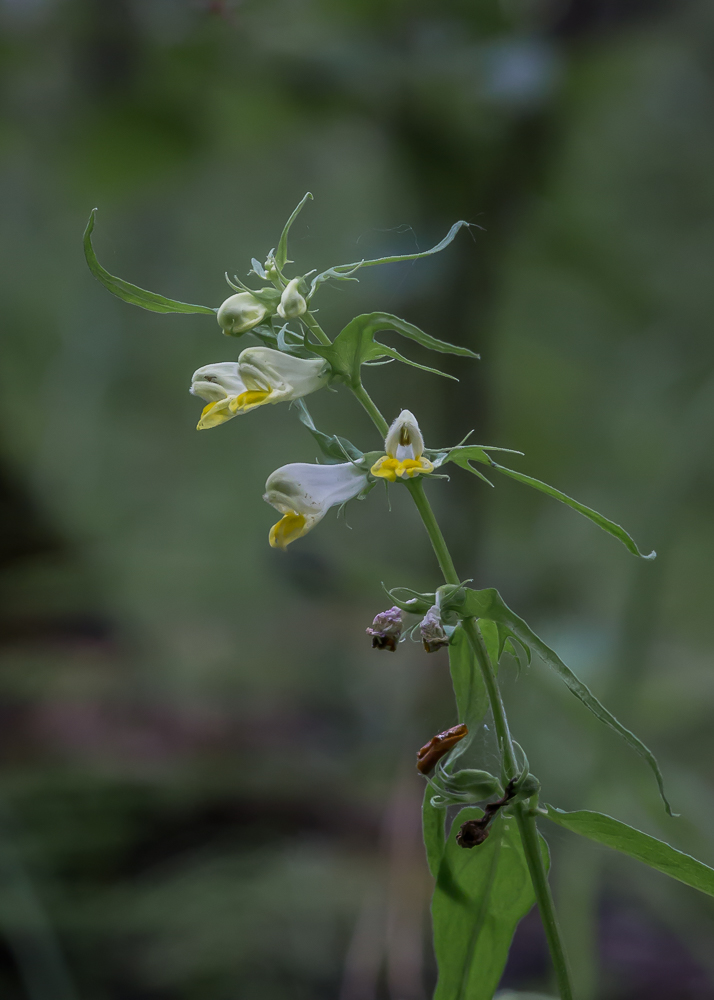 Image of Melampyrum pratense specimen.