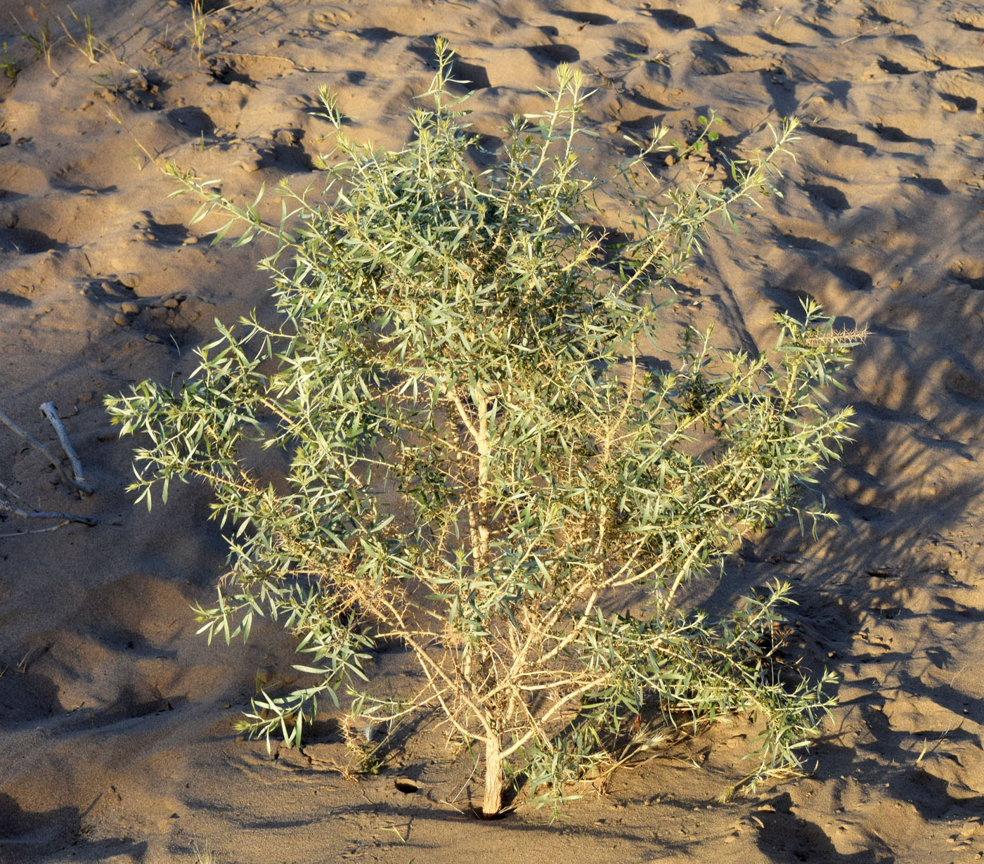 Image of Ammodendron bifolium specimen.