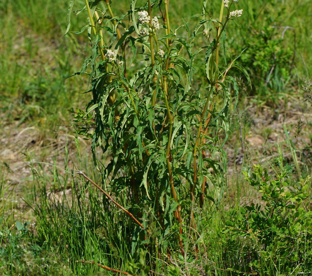 Изображение особи Aconogonon alpinum.