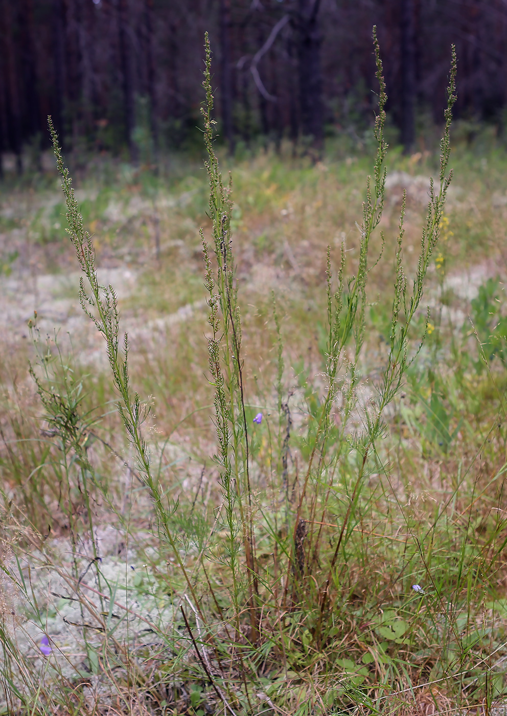 Изображение особи Artemisia commutata.