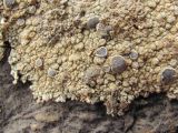 Rinodina confragosa