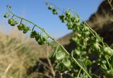 Suchtelenia calycina