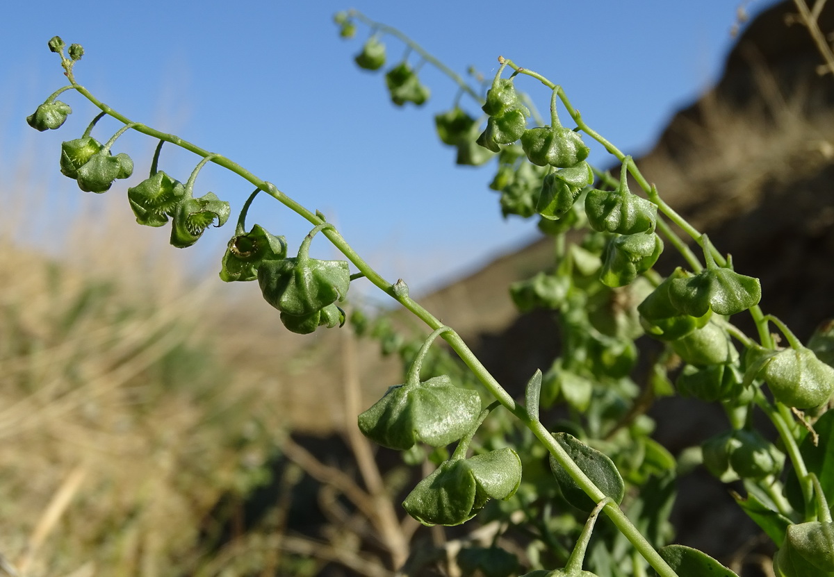 Изображение особи Suchtelenia calycina.