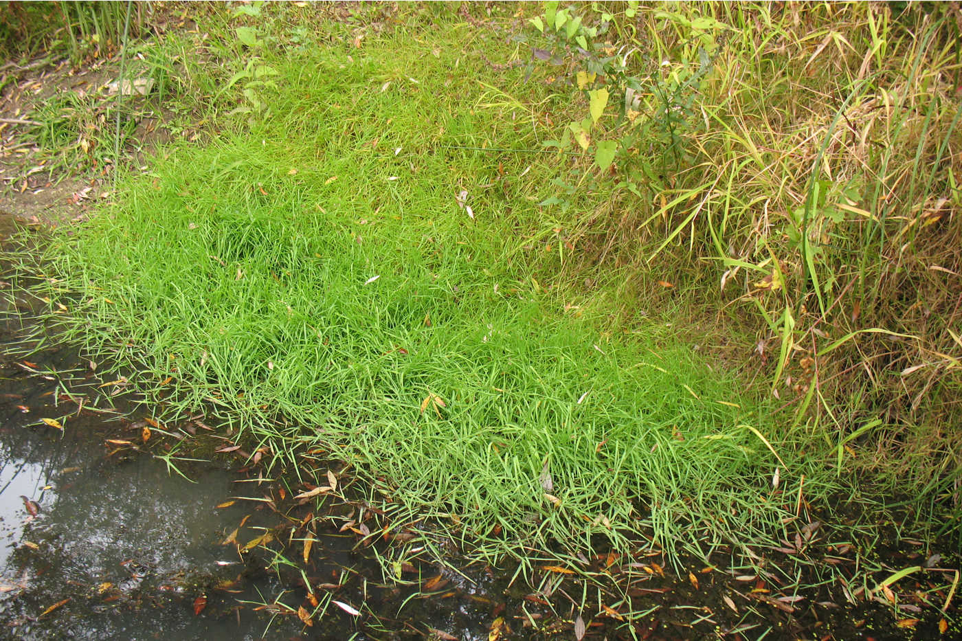 Изображение особи Agrostis stolonifera.