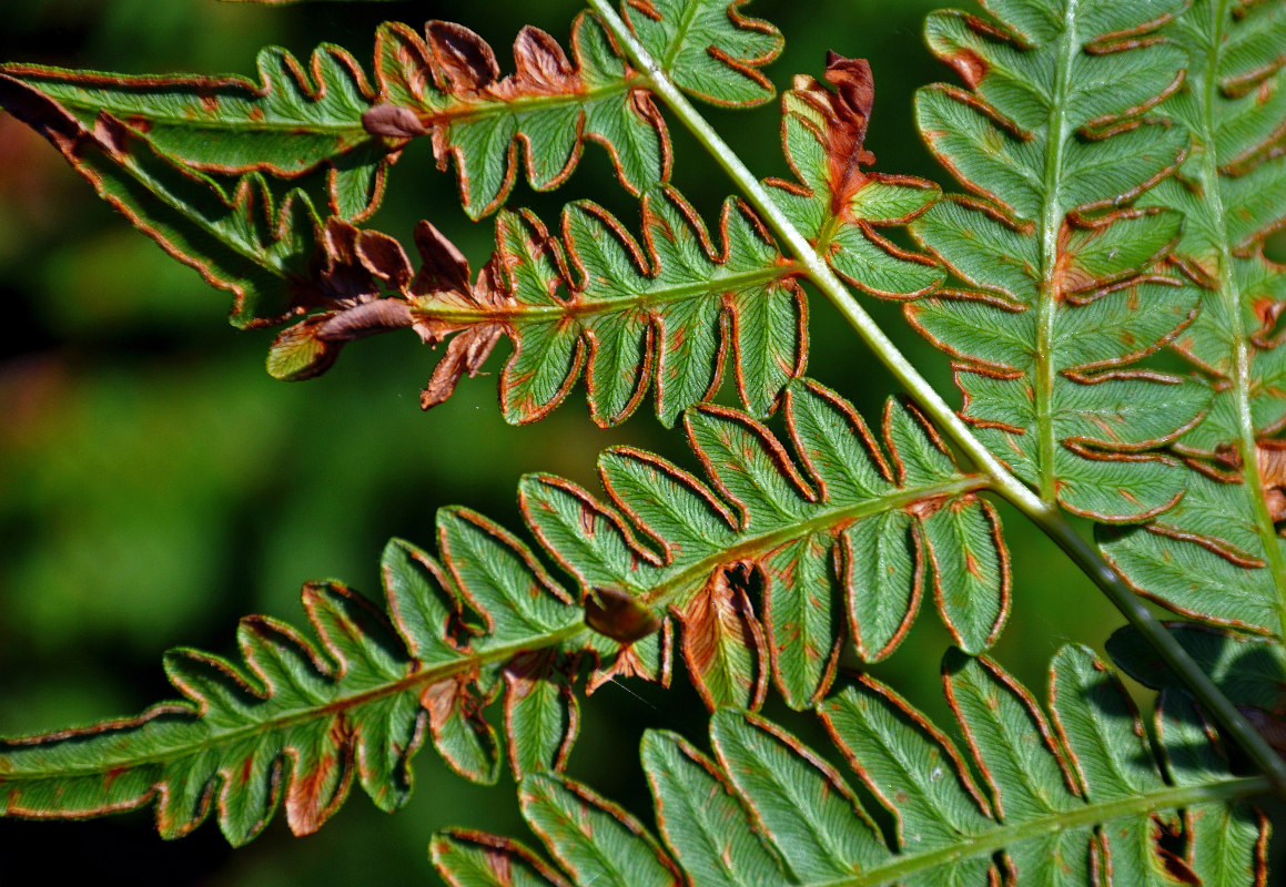 Изображение особи Pteridium pinetorum.