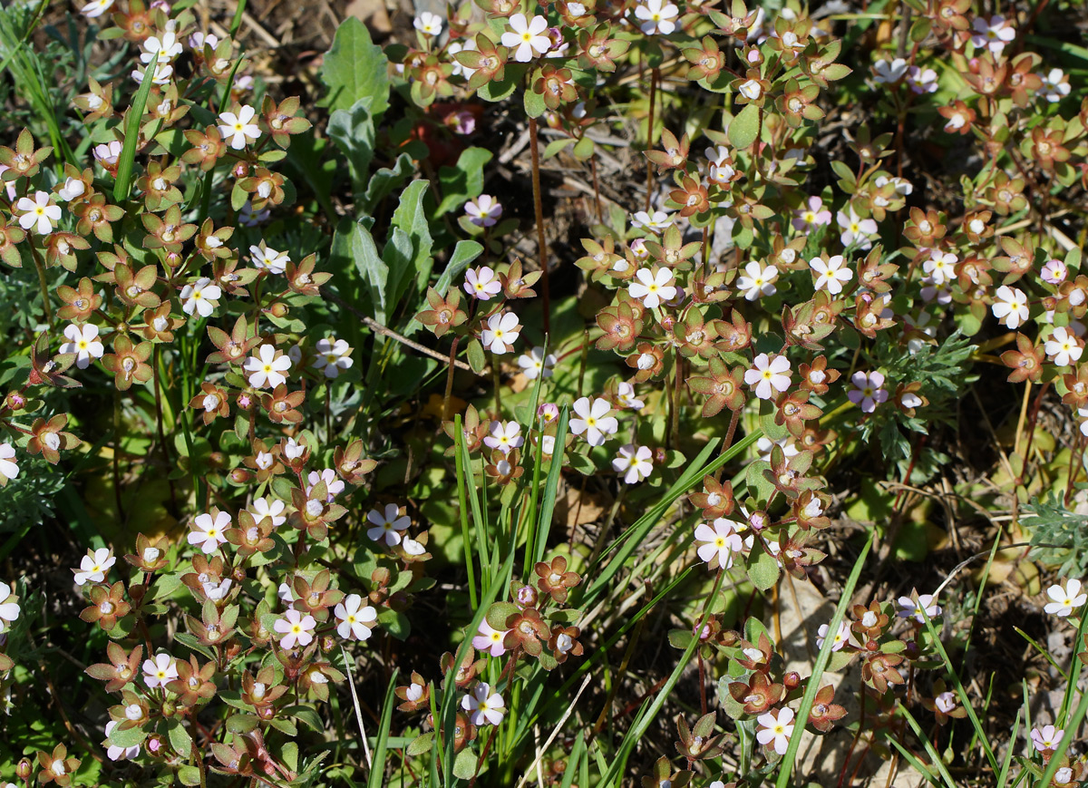 Image of Androsace maxima specimen.