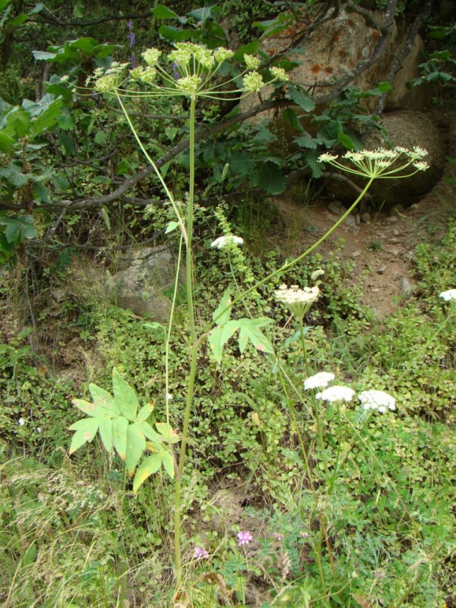 Изображение особи Heracleum pastinacifolium.