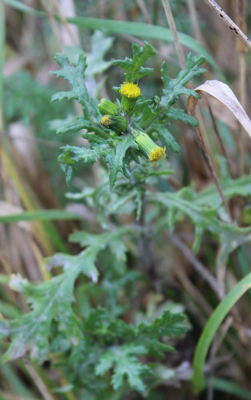 Изображение особи Senecio vulgaris.