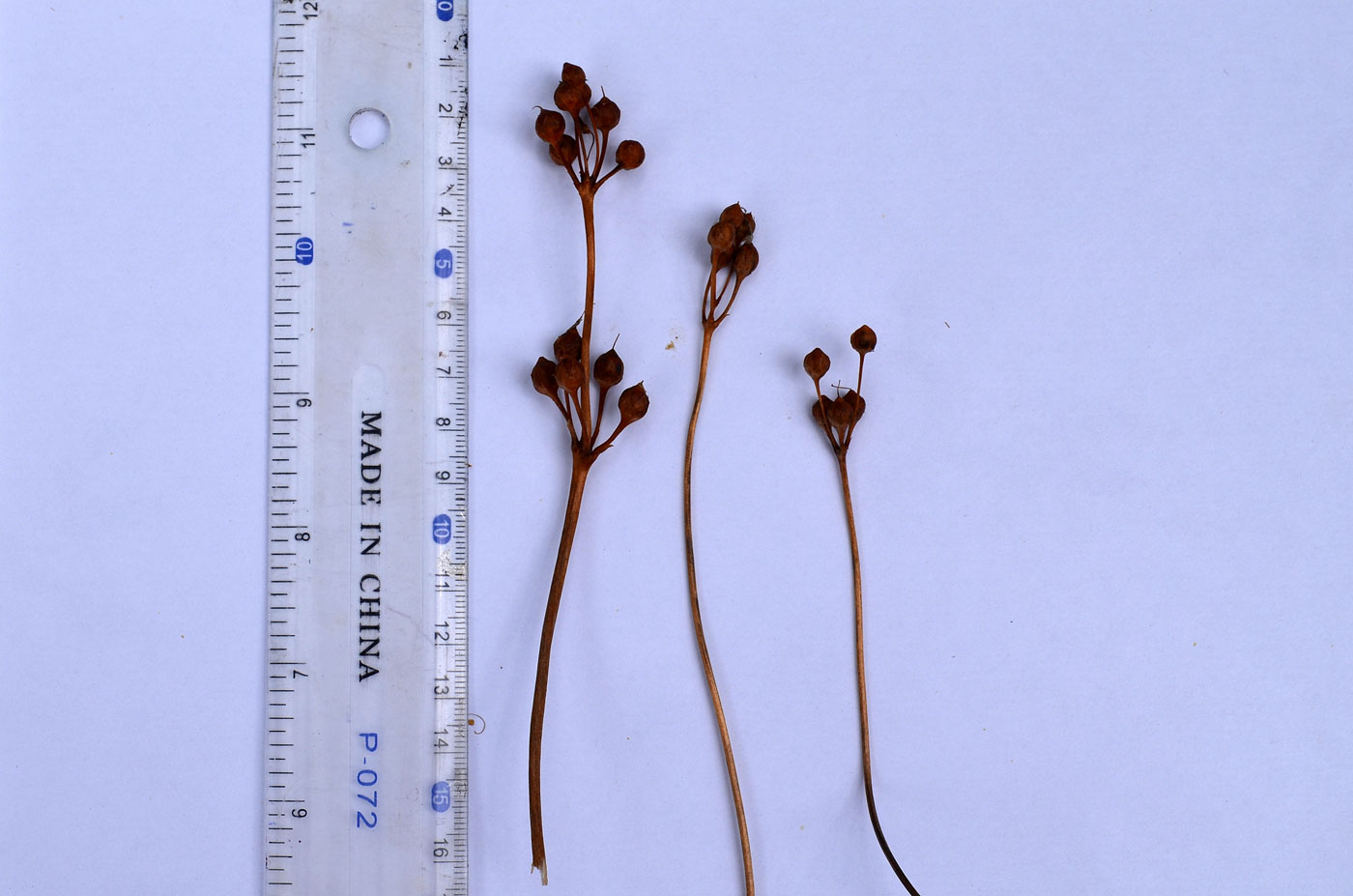 Image of Primula fedtschenkoi specimen.