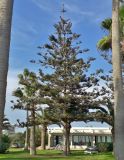 Araucaria heterophylla. Взрослое дерево. Кипр, г. Айа-Напа, центральная часть города, озеленение вокруг бунгало. 10.10.2018.