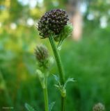 Sanguisorba officinalis. Соцветие с бутонами. Нижегородская обл., пойма р. Линда. 22 июня 2008 г.