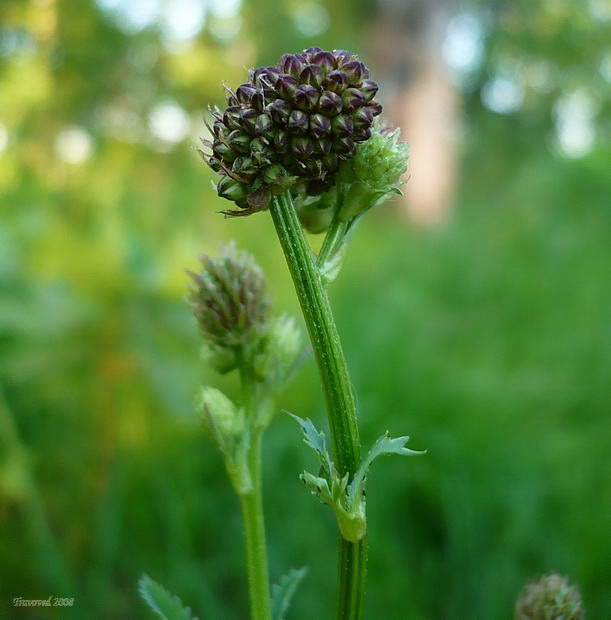 Изображение особи Sanguisorba officinalis.