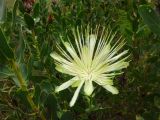 Protea aurea