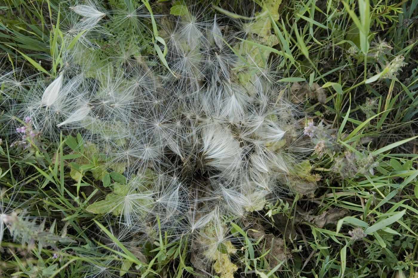 Изображение особи Cirsium esculentum.